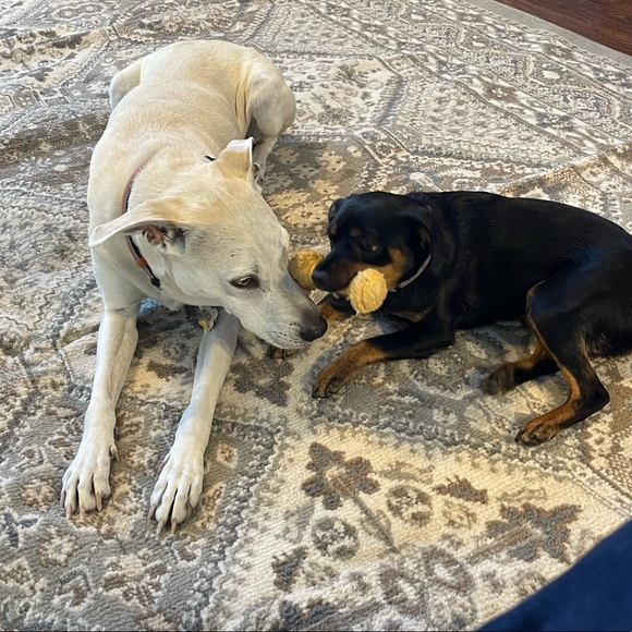 Meet your Posher, Shannon - Picture 5 of 5